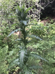 Cirsium brevistylum