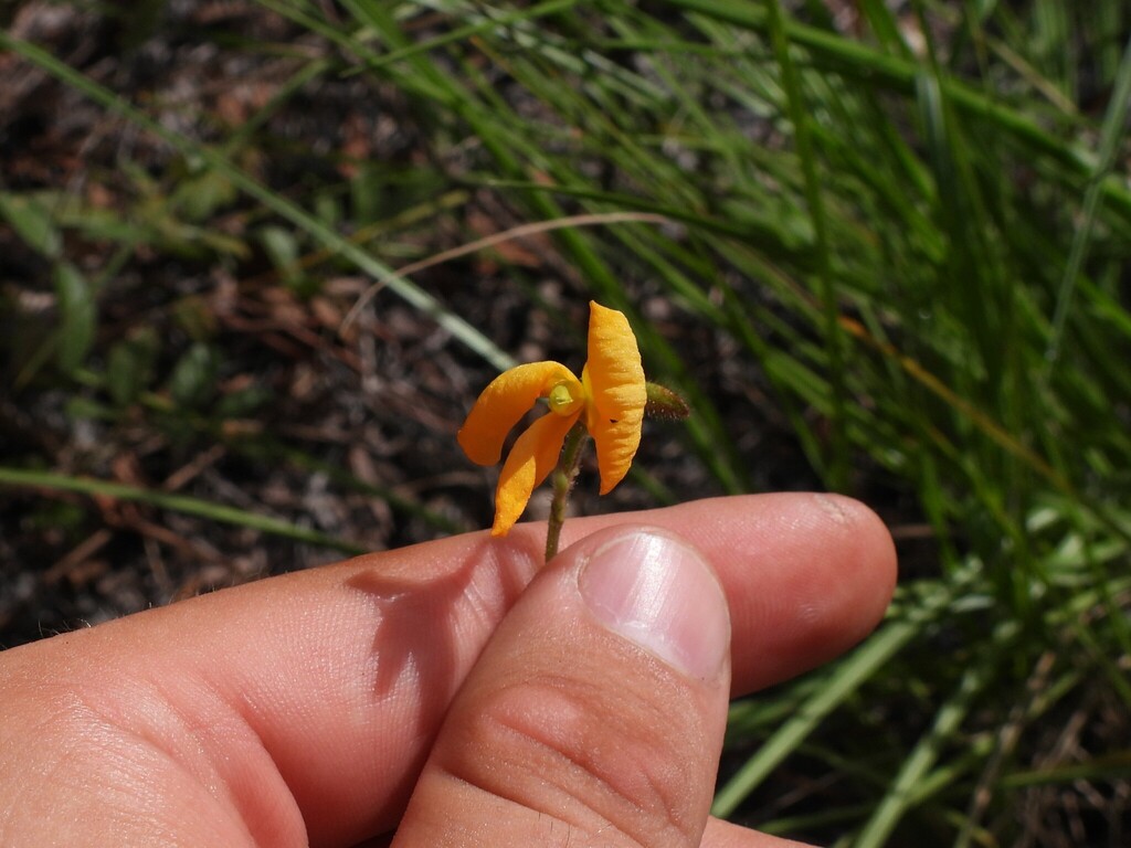 Chapmannia floridana; photograph (c) geosesarma, some rights reserved (CC BY)