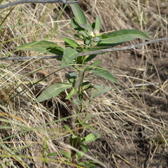 Oxypetalum solanoides