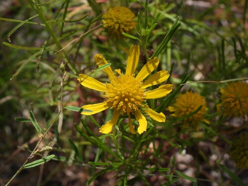 Balduina angustifolia, photograph 3