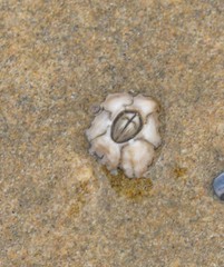 Chthamalus antennatus