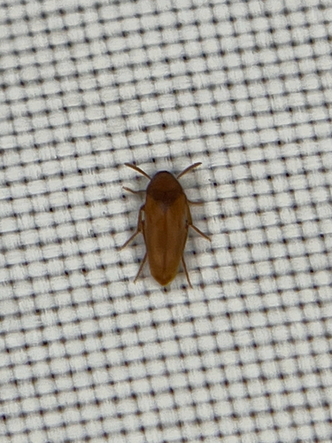 Three-banded False Flower Beetle