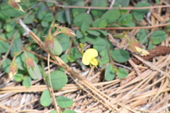 Crotalaria rotundifolia