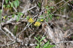 Senecio linearifolius