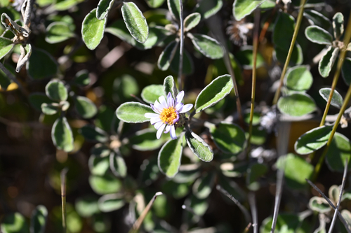 Olearia tomentosa, photograph 1