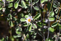 (c) Bryce Watts-Parker, some rights reserved (CC BY) Olearia tomentosa, photograph (c) Bryce Watts-Parker, some rights reserved (CC BY)