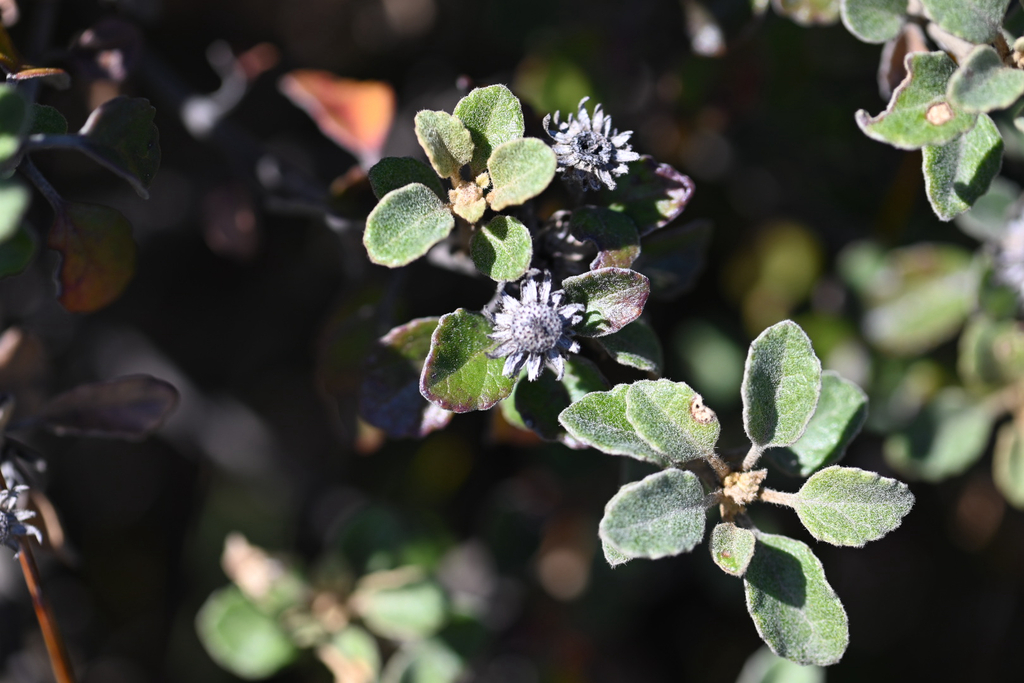 Olearia tomentosa; photograph (c) Bryce Watts-Parker, some rights reserved (CC BY)