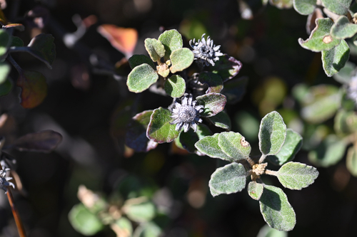 Olearia tomentosa
