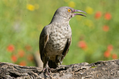 Toxostoma curvirostre
