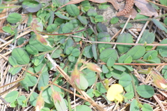 Crotalaria rotundifolia