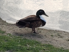 Anas platyrhynchos domesticus