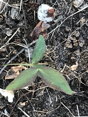 Lathyrus ochroleucus