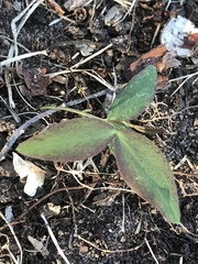 Lathyrus ochroleucus