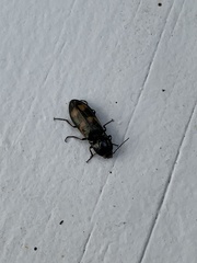 Selatosomus suckleyi