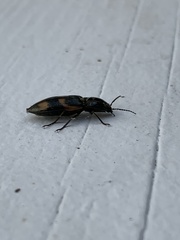 Selatosomus suckleyi