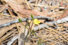 Crotalaria rotundifolia