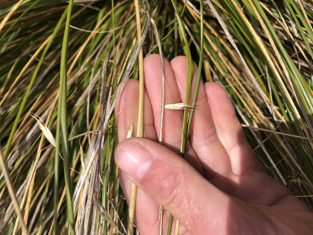 Chionochloa rubra; photograph (c) Liadan Dickie, some rights reserved (CC BY)