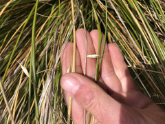 Chionochloa rubra