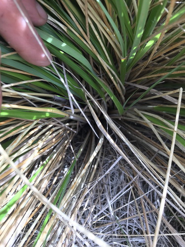 Chionochloa rubra, photograph 2