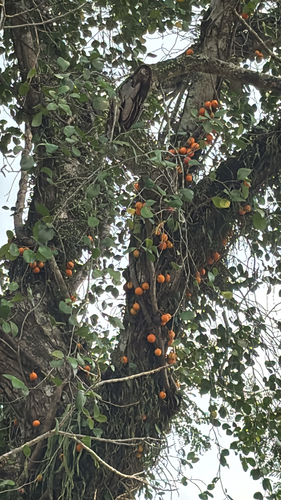Ficus punctata observed 2026-09-07