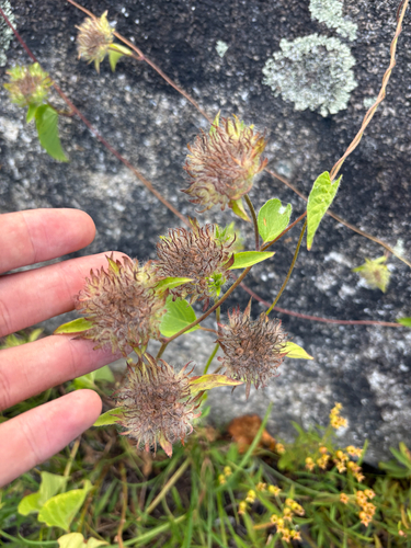 Jacquemontia tamnifolia, photograph 4