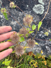 Jacquemontia tamnifolia, photograph author not stated, no rights reserved