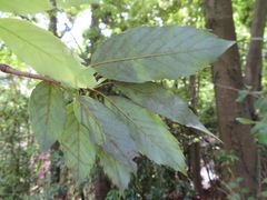 Quercus salicina