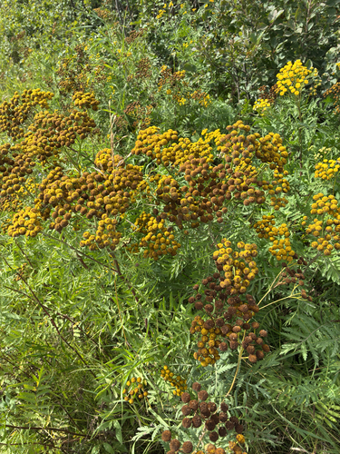 tansy