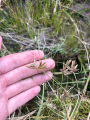 author not stated, no rights reserved Cyperus flavescens, photograph author not stated, no rights reserved