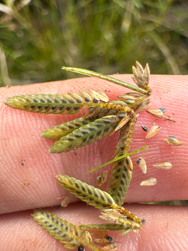 Cyperus flavescens, photograph 4