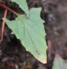Blitum capitatum, photograph (c) Eric Lamb, some rights reserved (CC BY)