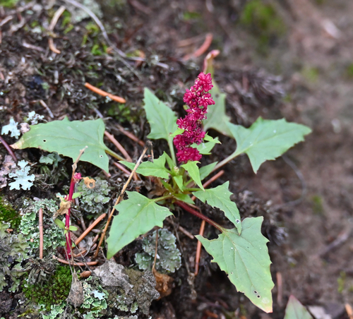 Blitum capitatum, photograph 5
