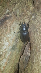 Lucanus cervus