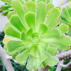 Aeonium arboreum