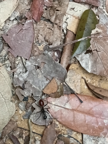Giant Forest Ant