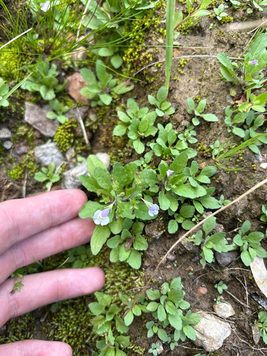 Mazus pumilus, photograph 6