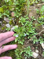 Mazus pumilus, photograph author not stated, no rights reserved