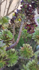 Aeonium arboreum