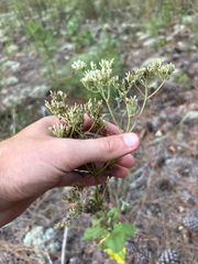 Eupatorium rotundifolium