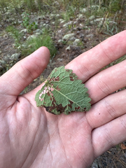 author not stated, no rights reserved Eupatorium rotundifolium, photograph author not stated, no rights reserved