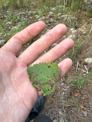 author not stated, no rights reserved Eupatorium rotundifolium, photograph author not stated, no rights reserved