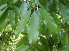 Quercus salicina