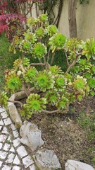 Aeonium arboreum