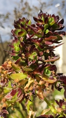 Aeonium arboreum