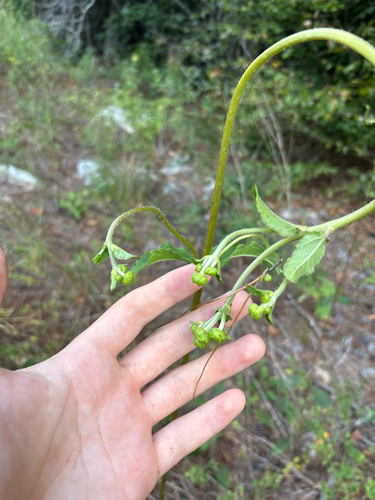 Helianthus atrorubens