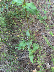 Helianthus atrorubens, photograph author not stated, no rights reserved