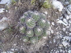 Coryphantha durangensis durangensis