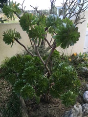 Aeonium arboreum