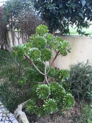 Aeonium arboreum
