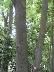 Quercus salicina